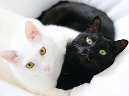 白猫と黒猫の2ショットを上手に撮影するコツ Dime アットダイム