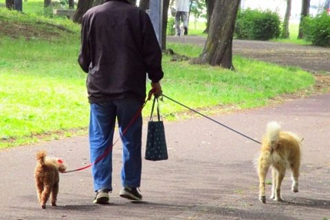 犬と散歩する高齢者は飼っていない人より約3000歩も多く歩いていた Dime アットダイム