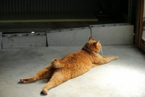 常習的 地中海 告発 尻尾 の 長い 猫 Adanacukurovatemizlik Com