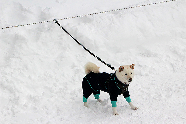 愛犬と本気で雪遊び 日本初のジップラインドッグパークに行ってきた Dime アットダイム