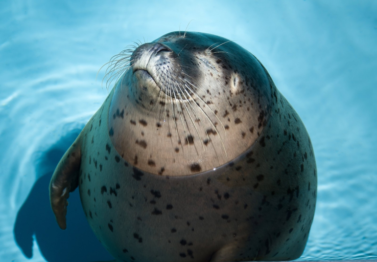 旅好きが選ぶ日本の動物園 水族館ランキング18 Dime アットダイム