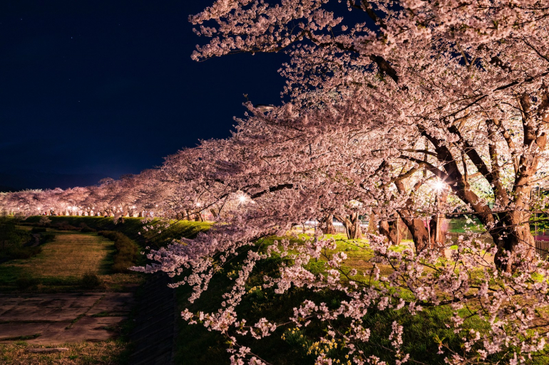 平成最後の桜はどこで見る 上野公園 嵐山 五稜郭 全国の名所の開花予想 Dime アットダイム