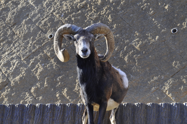 地味だけど奥が深い ムフロンとヒマラヤタールの飼い方 Dime アットダイム