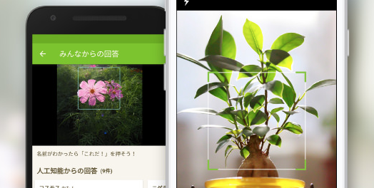 育て方までわかる 写真で植物の名前を識別する便利なsnsアプリ Greensnap Dime アットダイム
