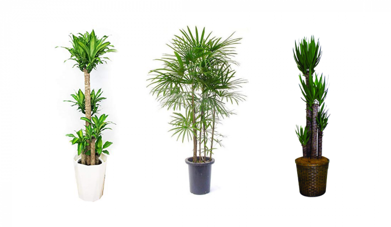 部屋の雰囲気を変えたい時 リラックスできる空間を作りたい時に おしゃれな観葉植物のおすすめ12選 Dime アットダイム