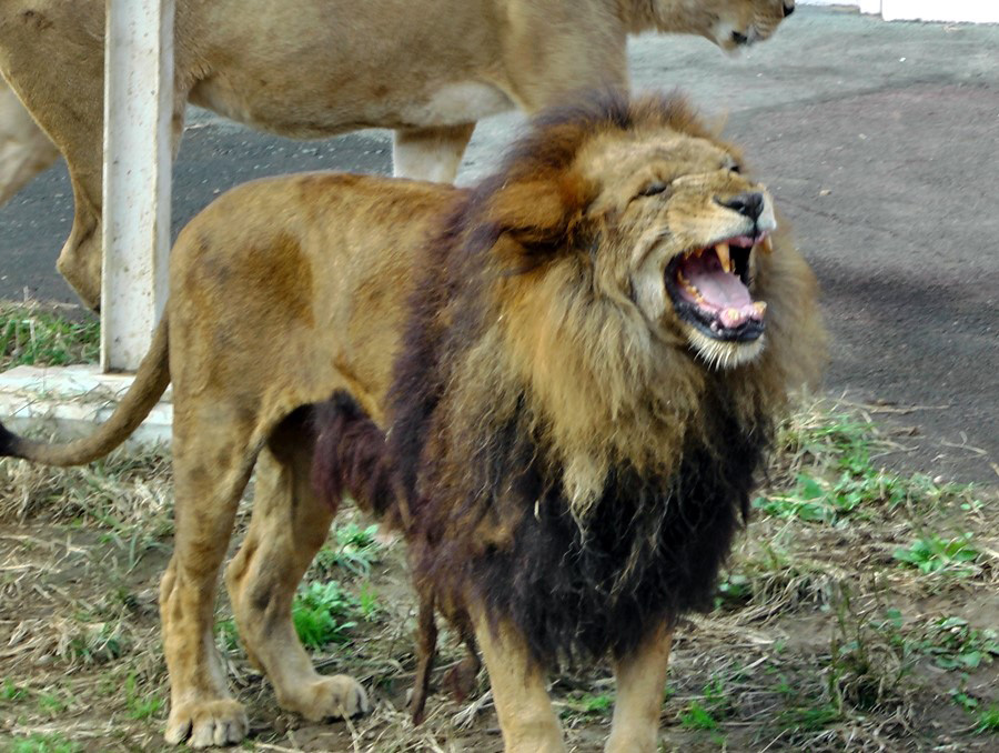 ライオンが大げんかを始めたら動物園の飼育員はどうやって止めるのか Dime アットダイム