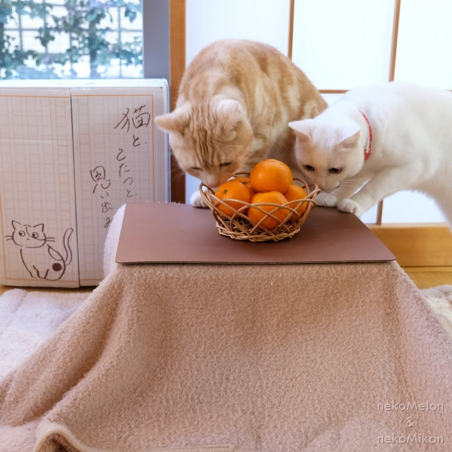 かわいい 売り上げの2 が保護猫のために寄付される日本初の ネコ専用こたつ付きみかん Dime アットダイム