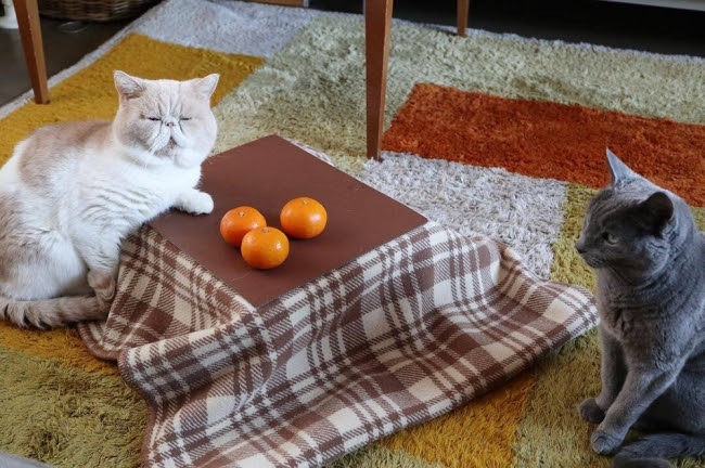 かわいい 売り上げの2 が保護猫のために寄付される日本初の ネコ専用こたつ付きみかん Dime アットダイム