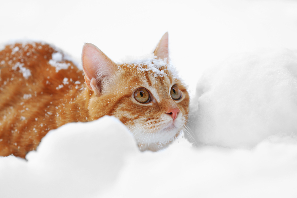 イベントが目白押しの2月22日 猫の日 猫ファンにはたまらない注目