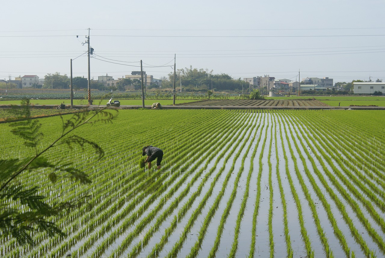 Рисовые поля в Кизляре
