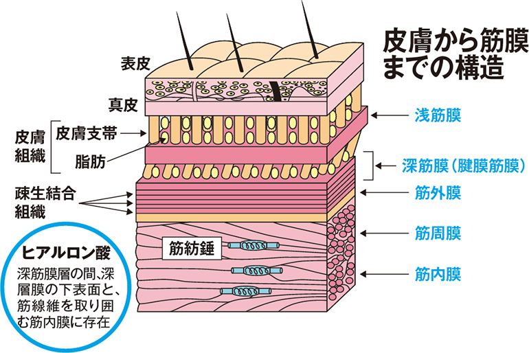 皮膚から筋膜までの構造