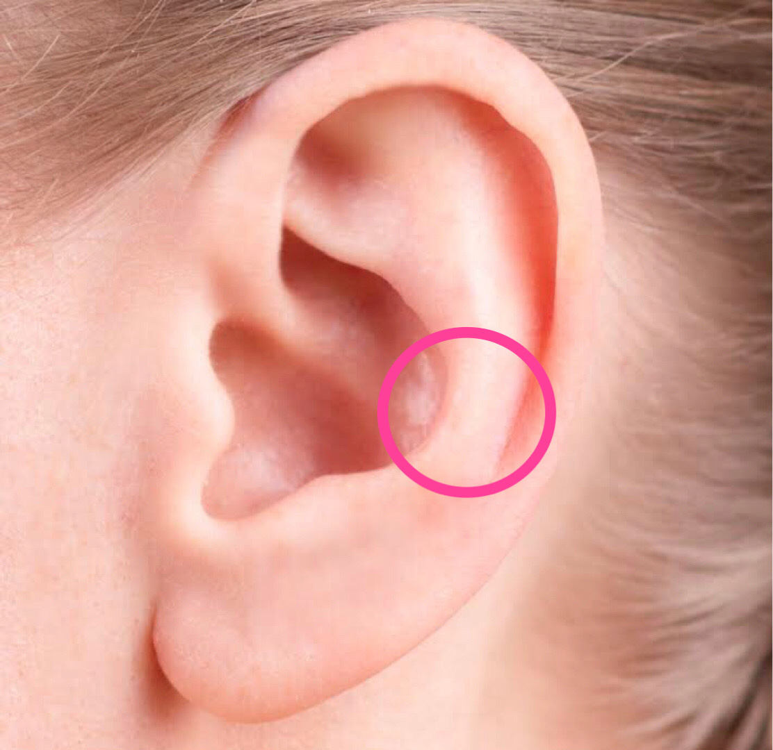 894円 6周年記念イベントが 両耳 シリコン耳模型 耳モデル 施術練習 耳介 耳つぼ 耳ツボ ダミー 耳鍼 Beautear