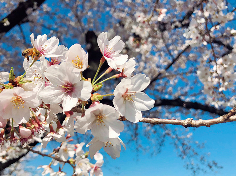 桜の思い出