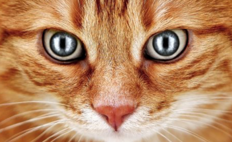 誰にも言うにゃよ？「猫の目」にまつわる10の秘密｜@DIME アットダイム