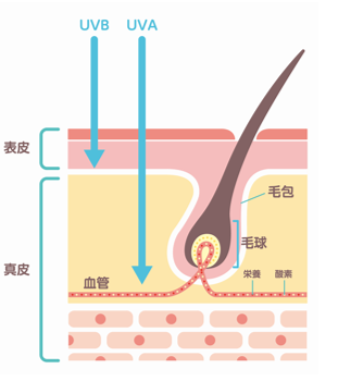 最近髪質が変わったかも と思った人は要注意 髪の毛にも深刻なダメージを及ぼす紫外線のリスク Dime アットダイム