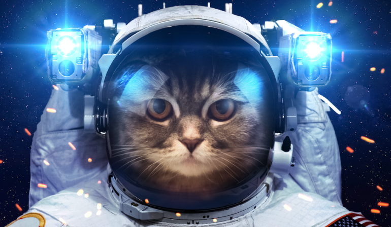 初めて宇宙に行った犬・ライカと猫・フェリセットの話｜@DIME アットダイム