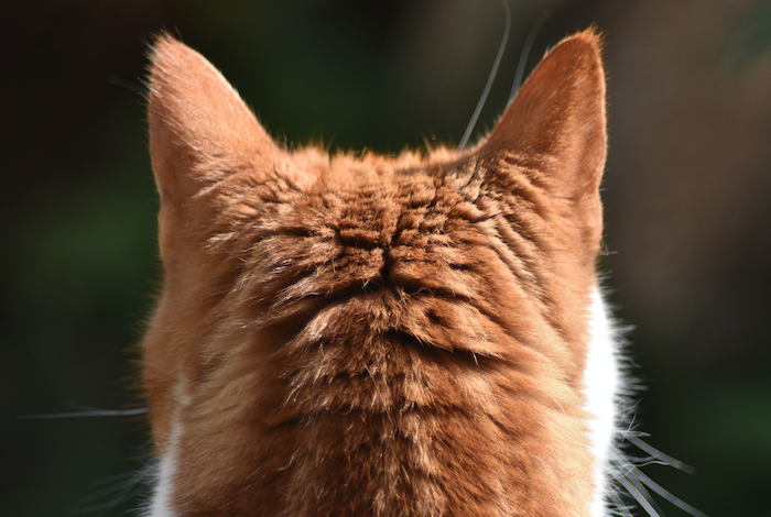 猫は耳で考える動物 ということが証明された話 Dime アットダイム