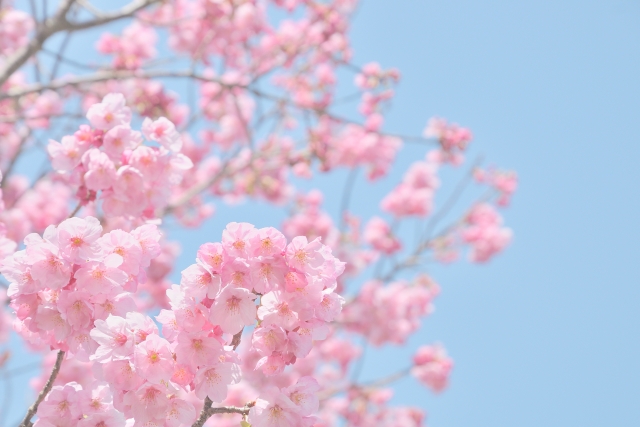 全国的に平年より早い 桜の開花予想 最も早いのは東京で3月18日頃の見込み Dime アットダイム