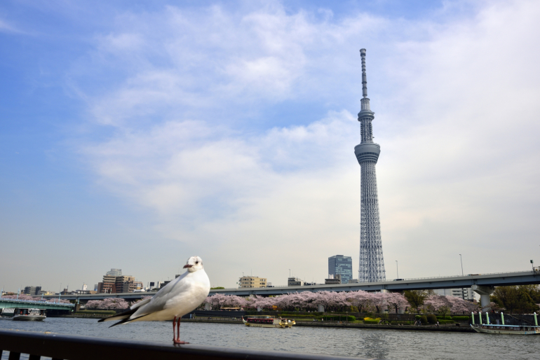 東京タワー と 東京スカイツリー どっちが人気 Dime アットダイム