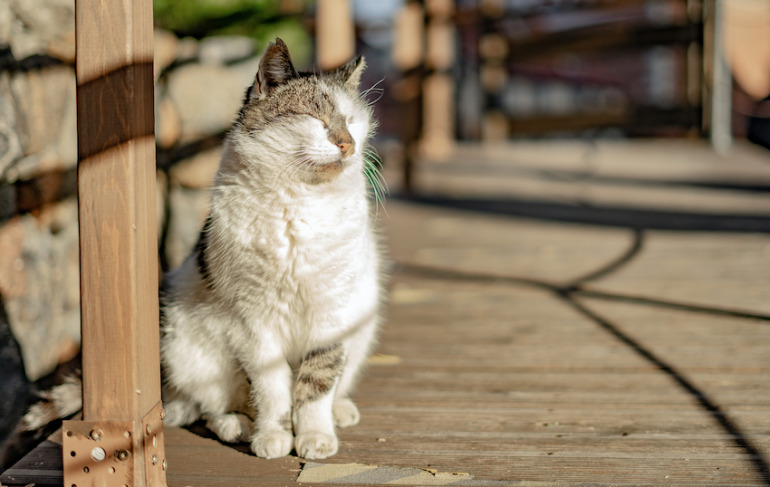 猫が活躍する人気映画ランキングtop3 3位 岩合光昭の世界ネコ歩き コトラ家族と世界のいいコたち 2位 子猫物語 1位は Dime アットダイム