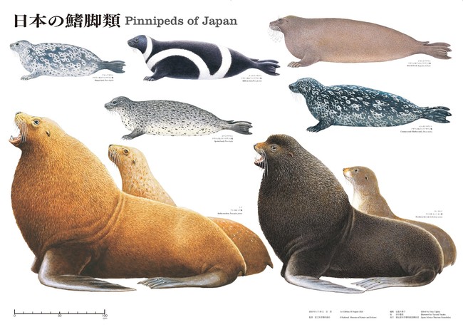 日本に生息するトド オットセイ アザラシが大集合 国立科学博物館のオリジナル大判ポスター 日本の鰭脚類 Dime アットダイム