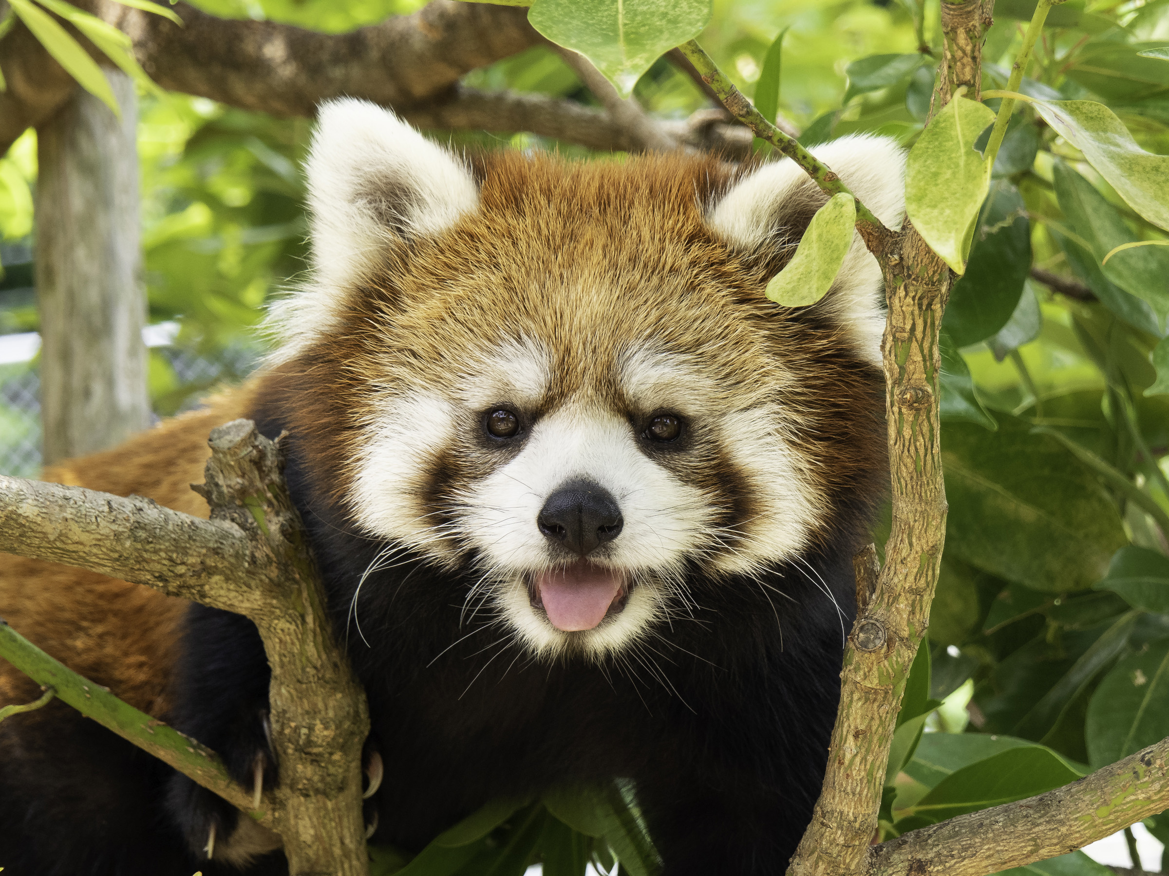 レッサーパンダの聖地 静岡市立日本平動物園で見つけた人気者たち Dime アットダイム