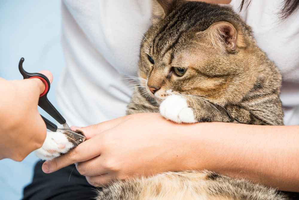 爪とぎだけじゃダメ 猫にも爪切りが必要な理由と上手に切るコツ Dime アットダイム