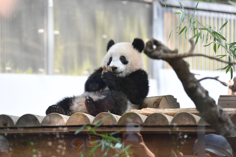 ぐうたらの達人 上野動物園の大人気パンダ シャンシャン に学ぶ究極のリラックス術 Dime アットダイム