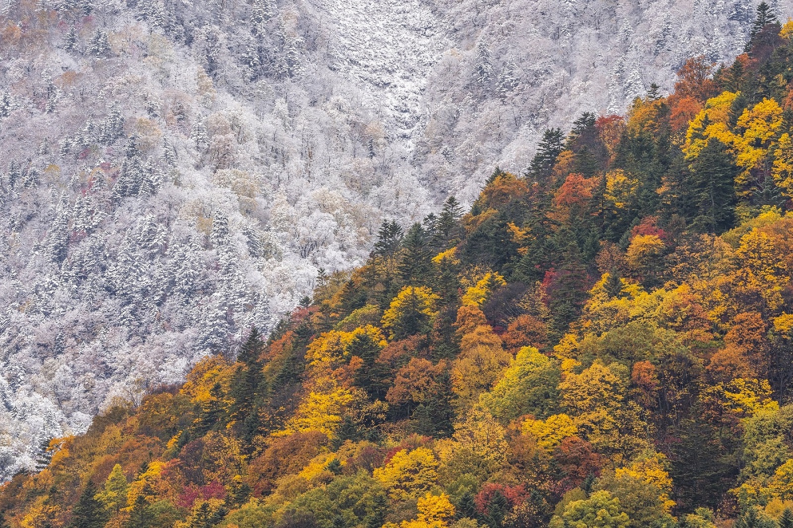 秋と冬の境界を写した安彦 嘉浩さんの写真6