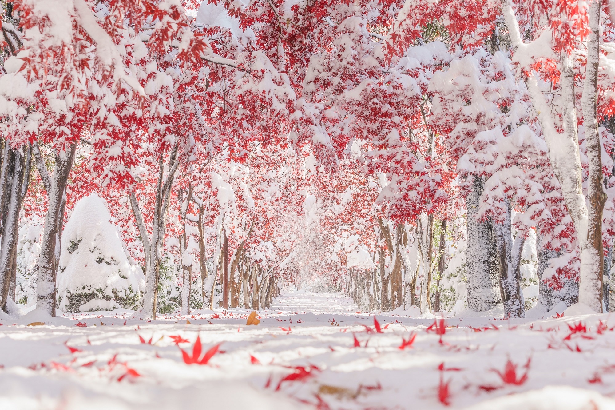 秋と冬の境界を写した安彦 嘉浩さんの写真1