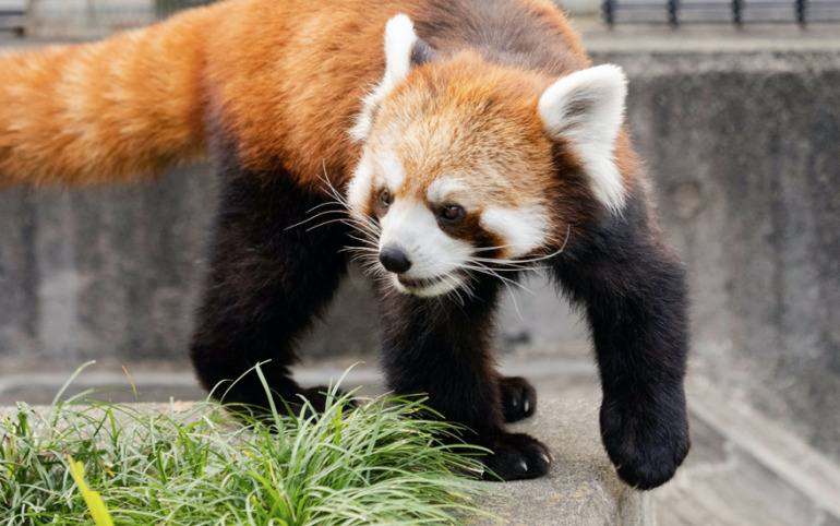 レッサーパンダの聖地 静岡市立日本平動物園で見つけた人気者たち Dime アットダイム