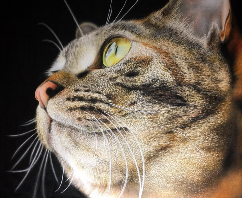 これが色鉛筆で描いた絵 リアルな猫を描く１８歳の天才少年に話を聞いた Dime アットダイム