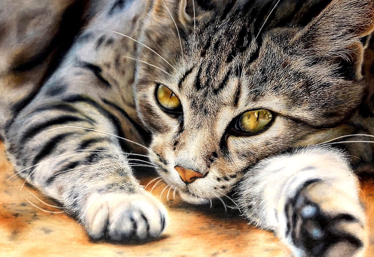色鉛筆画 猫の絵「卓上の手のり猫(眠)」-