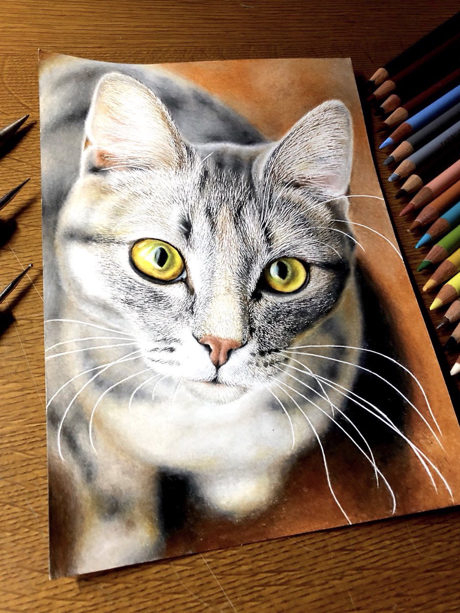これが色鉛筆で描いた絵？ リアルな猫を描く１８歳の天才少年に話を