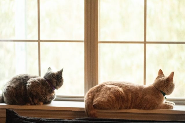 窓の外を見つめる二匹の猫