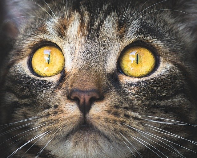 猫の目のアップ