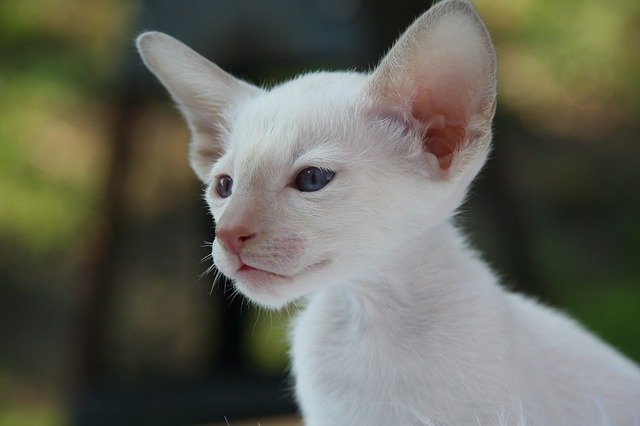 白猫の子猫