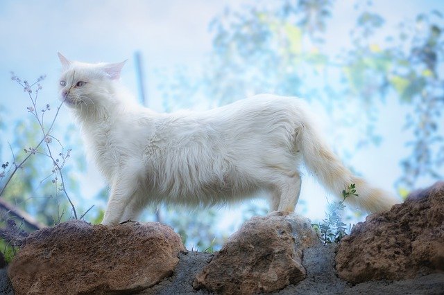 神聖な白猫