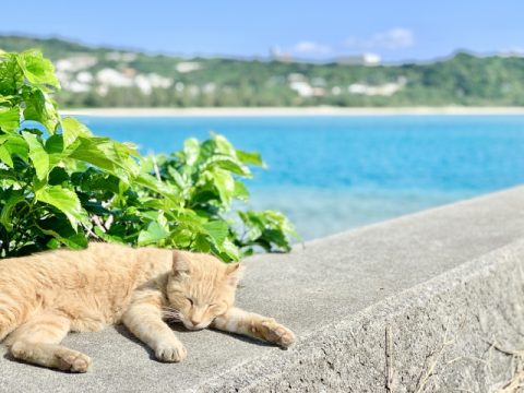 海の近くで昼寝をする猫