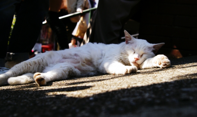 夏のコンクリートで休む猫