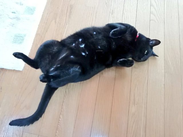 床でへそ天している黒猫