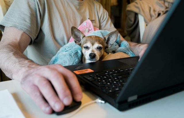 パソコンの前で抱っこされる犬