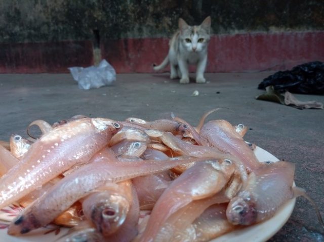 魚を狙う野良猫
