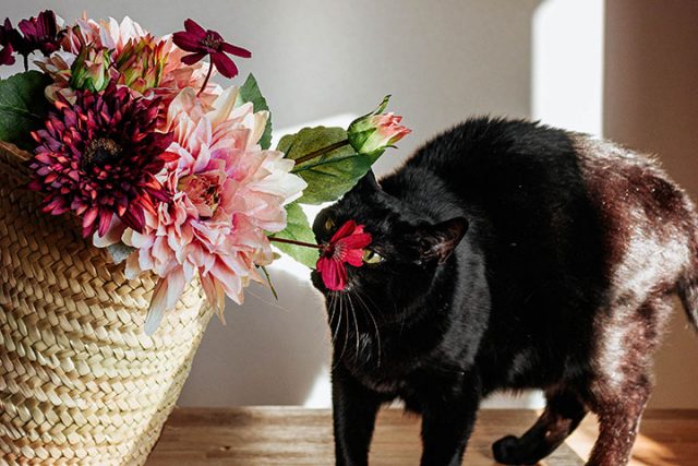 黒猫とかごに入った花