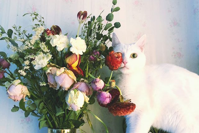 白猫と花瓶に入った花