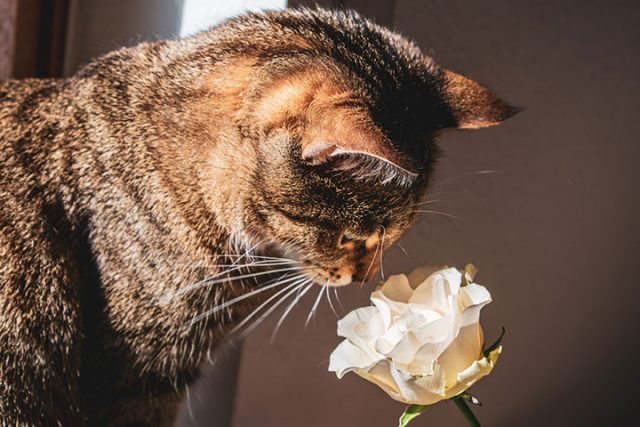バラをかぐキジトラ猫