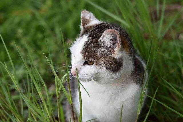 雑草を食べる猫