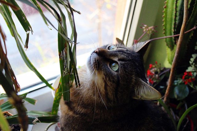 植物を見上げる猫