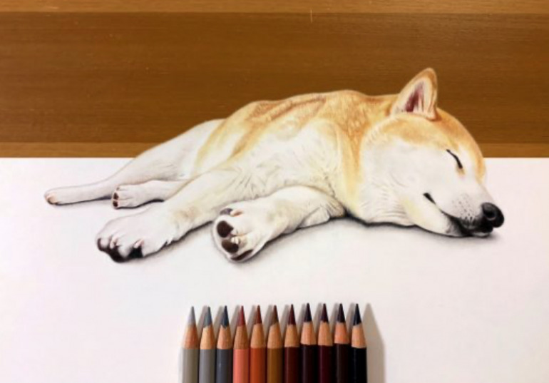 え 本物じゃないの 柴犬の寝姿が話題になったリアル色鉛筆アート Dime アットダイム