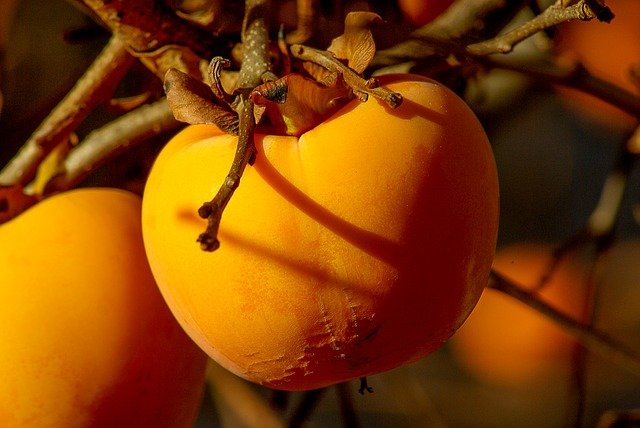 柿の木になる果実
